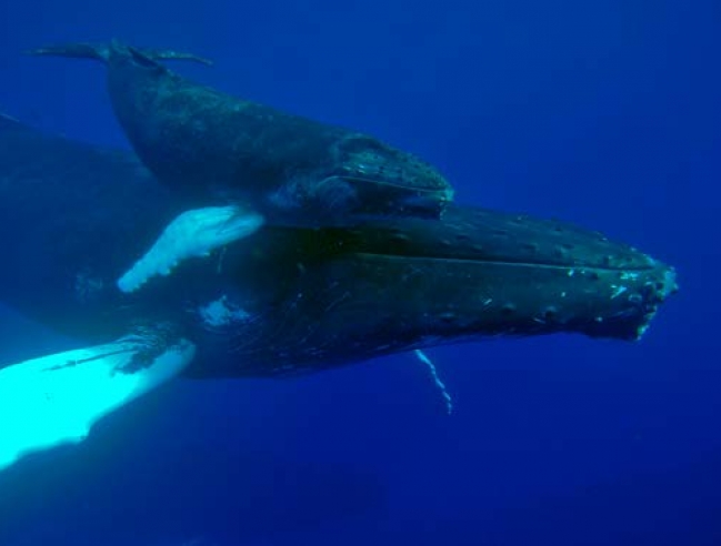 Baleine à bosse et son baleineau - A humpback whale and her caf l © Laurent Bouveret
