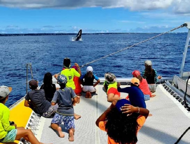 Observation de saut d’une baleine à bosse Observation of a humpback whale jumping