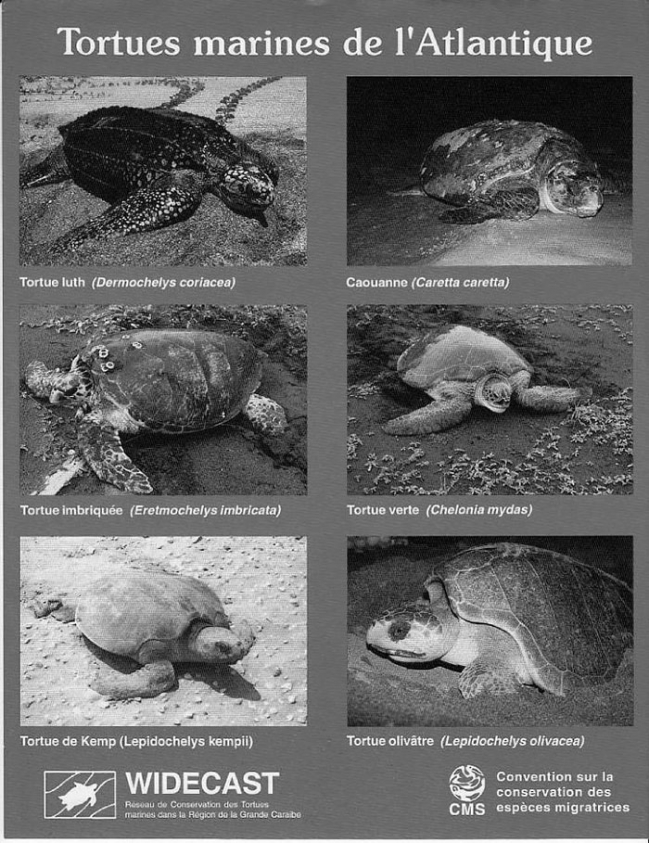 Learn to recognize  Marine turtles in Atlantic