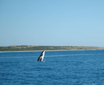 Baleine à bosse au large de Tintamare | Humpback whale off Tintamarre © Nicolas Maslach