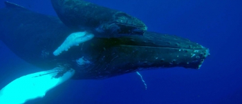 Une baleine à bosse et son baleineau | A humpback whale and her calf © Laurent Bouveret / OMMAG