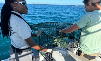 Saisie d’un engin de pêche illégal : casier non-immatriculé | Seizure of an illegal fishing device: unregistered trap