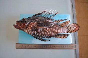 Un poisson-lion de 35 centimètres de long, capturé en 2012 - This 35 centimeters long lionfish has been caught in 2012