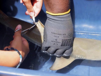 Taggage d’un requin citron . Tagging of a lemon shark