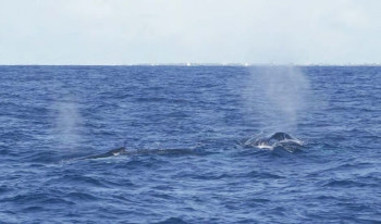On repère les baleines à bosses à leur souffle puissant  © Christophe Joe