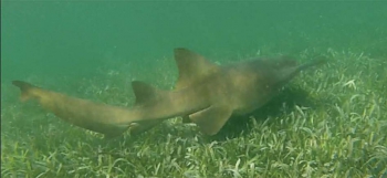 Requin nourrice | Nurse shark