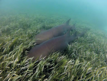 Un requin nourrice A nurse shark © Julien Chalifour