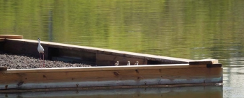 Trois petits poussins repérés sur le radeau aux terres Basses - Three baby birds seen on the raft in the Lowlands © Caroline Fleury