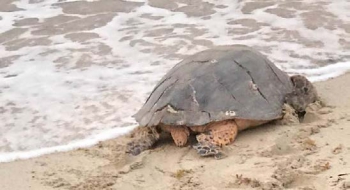 Retour à la mer pour cette tortue après sa libération - Return to the sea and freedom for this turtle