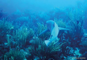 Requin dans un récif corallien – Shark in a coral reef © Franck Mazéas