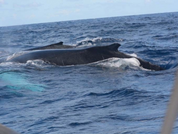 Deux baleines à bosse - Two humpback whales