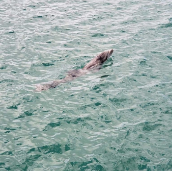 Prise en charge d’un bébé dauphin en détresse