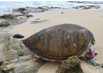 Tortues marines échouées, victimes d’une collision Beached sea turtles, victims of a collision