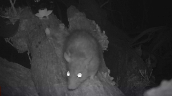 Un rat s’approchant de nuit d’un piège A rat approaches a trap at night