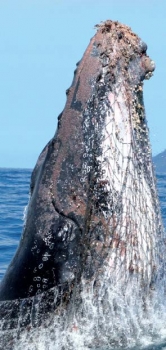 Une baleine à bosse emmêlée dans un filet © Guide MEGAPTERA : Les baleines à bosse du banc d’Anguilla A humpback whale tangles in a fishing net © The Humpback Whaleso f the Anguilla Bank MEGAPTERA guide