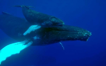 Baleine à bosse et son baleineau - A humpback whale and her caf l © Laurent Bouveret