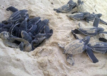 Emergence de bébés tortues luth - Emergence of baby leatherback turtles
