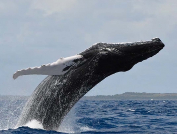 Magnifique saut de baleine à bosse Magnificent jump by a humpback whale © Steeve Ruillet / Megaptera