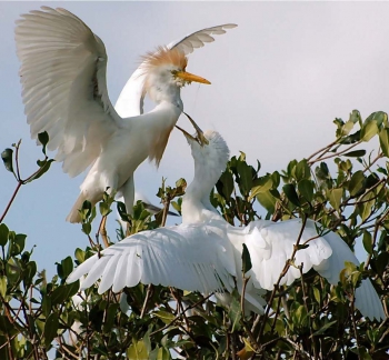 Oiseaux dans la mangrove, avant Irma - Birds in the mangrove, before Irma