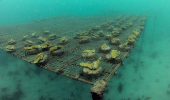 This coral nursery has been destroyed