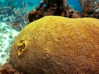 Neptune's brain coral