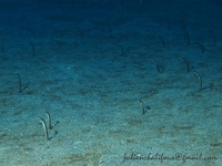 Brown garden eel