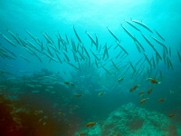 Southern sennet shoal