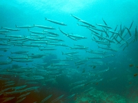 Southern sennet shoal