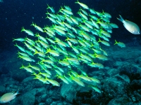 Yehhow goatfish shoal