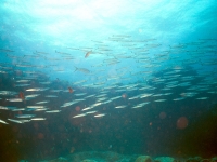 Southern sennet shoal