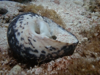 Blenny