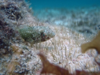 Blenny