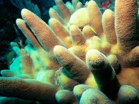 Pillar coral