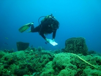 Suivi de l'état de santé des coraux