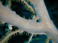 Gorgonian