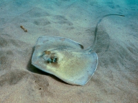 Southern stingray