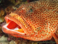 Red hind getting washed by a shrimp