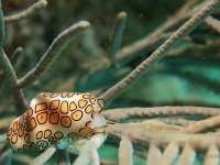 Flamingo tongue