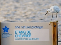 Aigrette neigeuse à l'étang de Chevrise