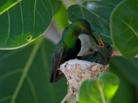 Colibri nichant