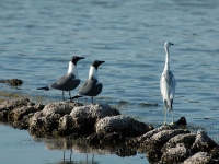 Laughing gulls