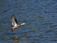 White-cheeked pintail