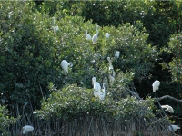 Heronry