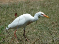 Cattle egret