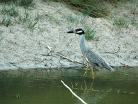 Yellow-crowned night-heron