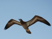 Brown booby