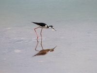 Black-necked stilt