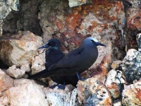 Brown noddy and his chick