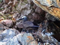 Brown noddy nesting