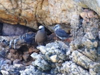 Brown noddy and his chick